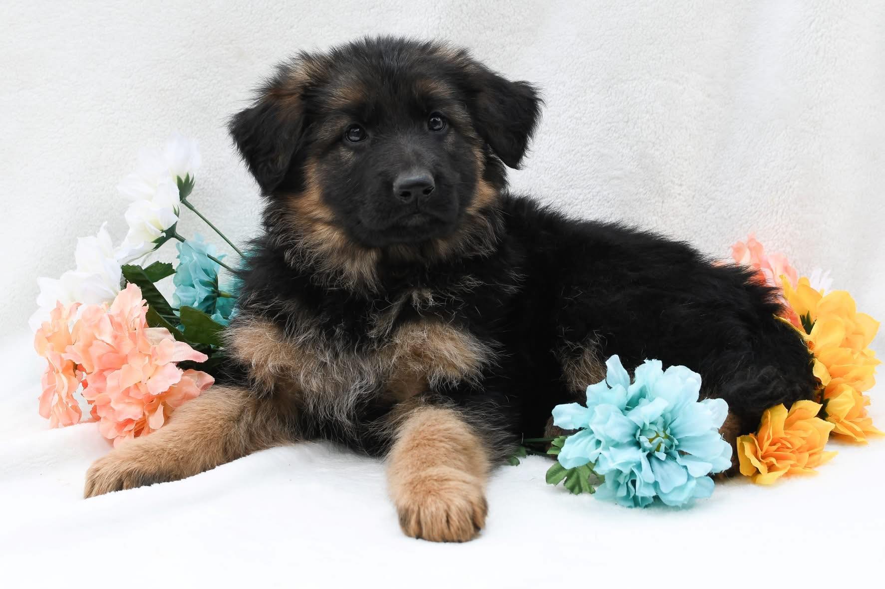 Business Suite_creation_4135029523420396