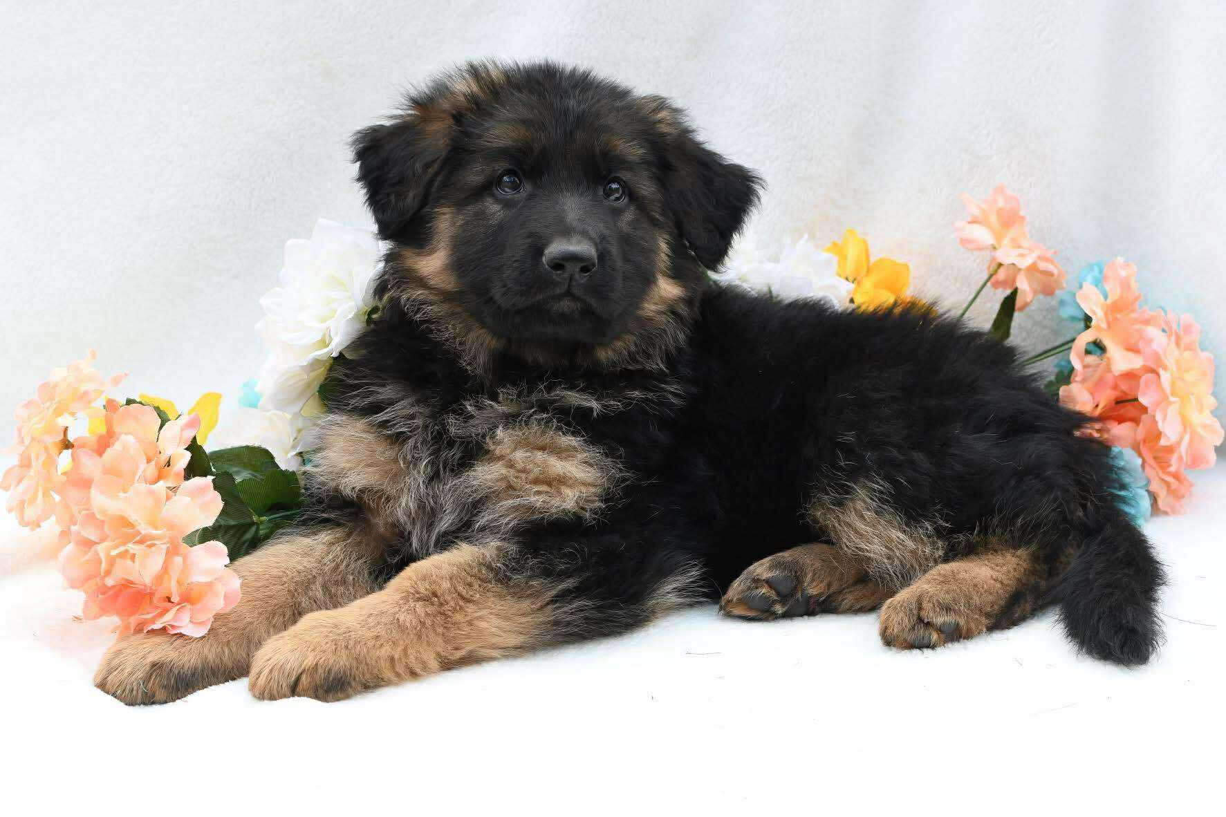 Business Suite_creation_808005495212805